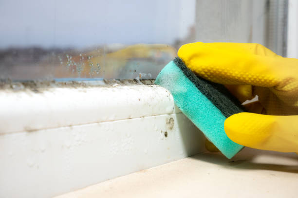 Attic Mold Removal in Arizona City, AZ