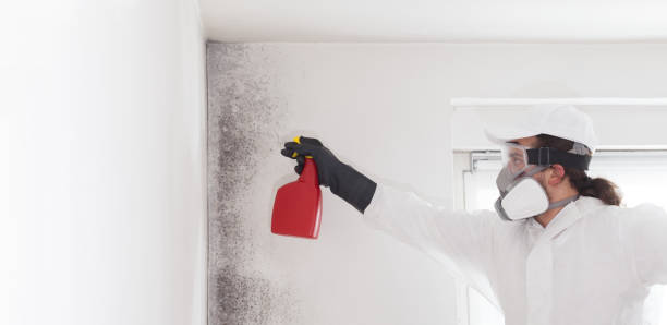 Crawl Space Mold Removal in Arizona City, AZ