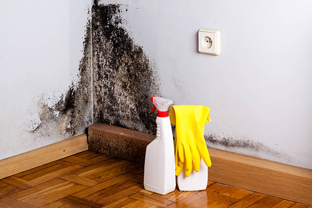 Best Commercial Mold Removal  in Arizona City, AZ