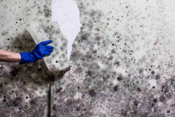 Best Local Mold Removal Service  in Arizona City, AZ